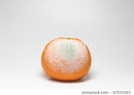 感染橘子的指青黴 感染橘子的指青黴 87031001