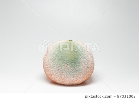 Penicillium digitatum infected with mandarin oranges Penicillium digitatum infected with mandarin oranges 87031002