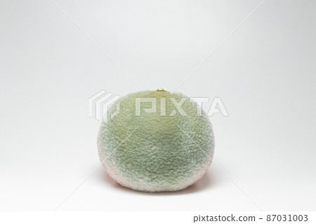 Penicillium digitatum infected with mandarin oranges Penicillium digitatum infected with mandarin oranges 87031003