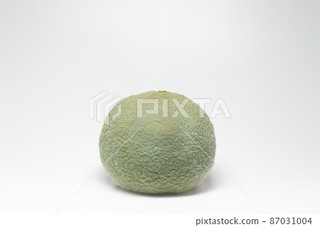 感染橘子的指青黴 87031004