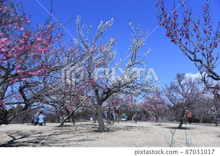 梅林中早開的李子 梅林中早開的李子 87031017