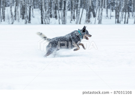 Australian cattle dog or blue heeler running on snow at winter nature 87031108