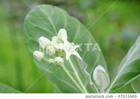 White Giant Indian Milkweed or Gigantic Swallowwort on branch. White Giant Indian Milkweed or Gigantic Swallowwort on branch. 87031669