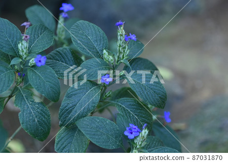 Rurihanagasa 87031870