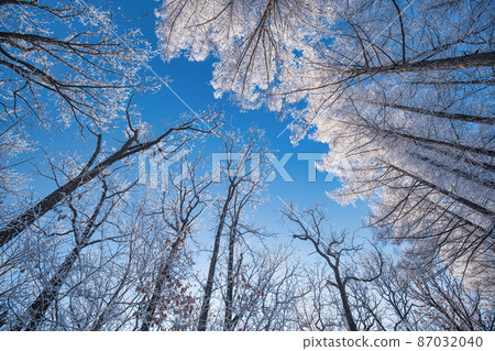 Tree-lined road of hoarfrost Tree-lined road of hoarfrost 87032040