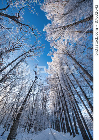 Tree-lined road of hoarfrost Tree-lined road of hoarfrost 87032042