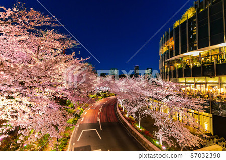 Akasaka, Minato-ku, Tokyo, cherry blossoms in full bloom and night view of Tokyo Midtown 87032390