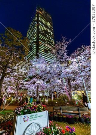 Akasaka, Minato-ku, Tokyo, cherry blossoms in full bloom and night view of Tokyo Midtown 87032397
