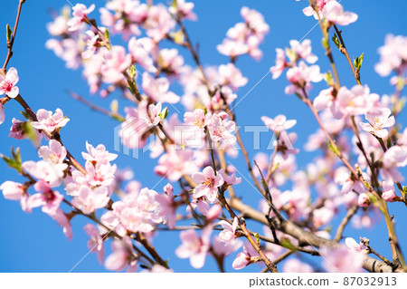 Fruit tree twigs with blooming white and pink petal flowers in spring garden. 87032913