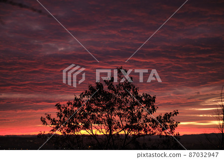 Dark foliage of small trees and bush against bright colorful sunset sky with vivid clouds illuminated with setting sun light Dark foliage of small trees and bush against bright colorful sunset sky with vivid clouds illuminated with setting sun light 87032947