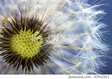 Dandelion flower seed closeup with blurred background Dandelion flower seed closeup with blurred background 87032951