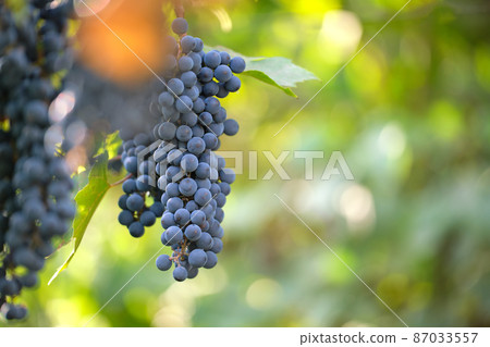 Blue grape branch growing in vine yard in autumn garden. Blue grape branch growing in vine yard in autumn garden. 87033557