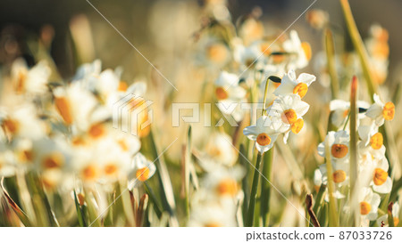 Narcissus Narcissus 87033726