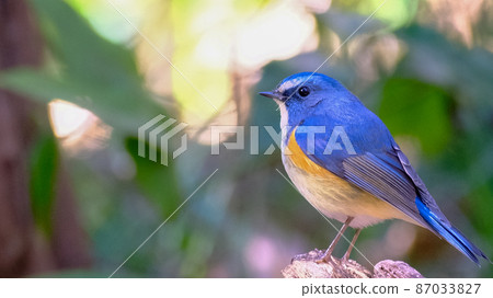 Ruribitaki surprised by visitors in the woods Ruribitaki surprised by visitors in the woods 87033827