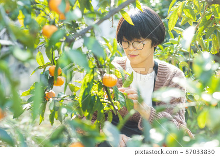 Female harvesting oranges 87033830
