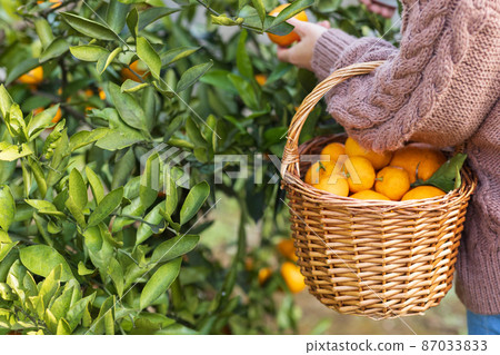 Female harvesting oranges 87033833