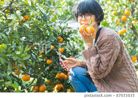 女性收穫橙子 87033835