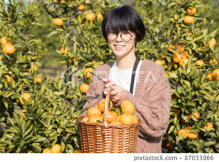 Female harvesting oranges 87033866