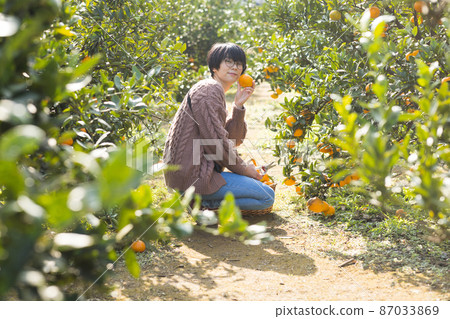 女性收穫橙子 女性收穫橙子 87033869