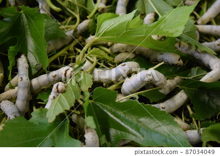 Kaiko桑葉絲綢農場 87034049