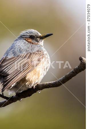 球莖 球莖 87034079