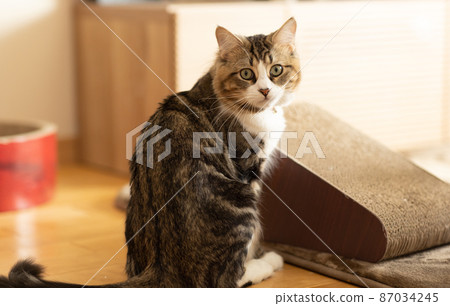 Cute minuet to relax in the room 87034245