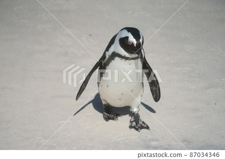 Wild african penguins Wild african penguins 87034346