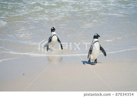 Wild african penguins Wild african penguins 87034354