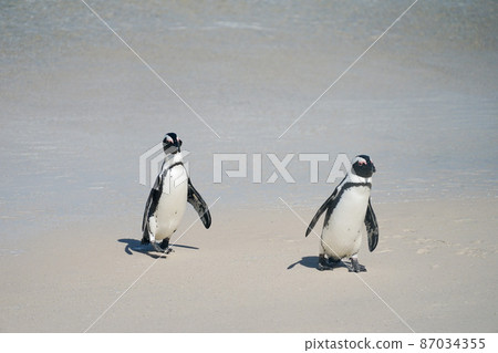 Wild african penguins Wild african penguins 87034355