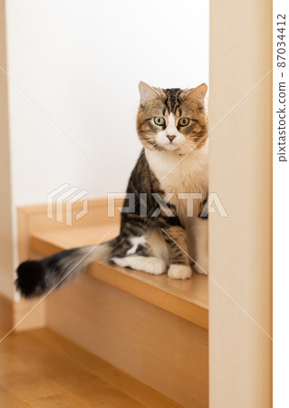 Cute minuet to relax in the room 87034412