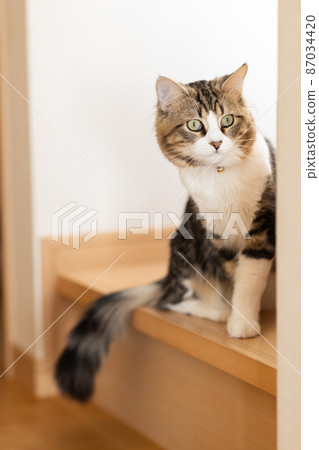 Cute minuet to relax in the room Cute minuet to relax in the room 87034420