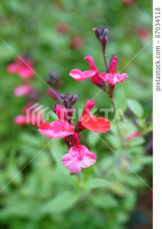 2583 Cherry sage 87034518