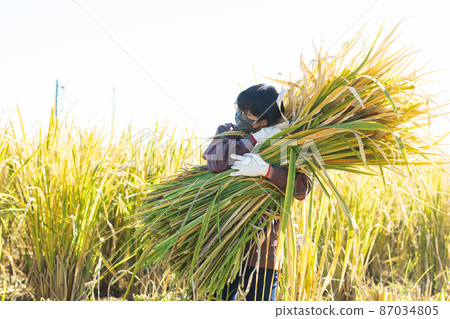 Female hunting makomo 87034805