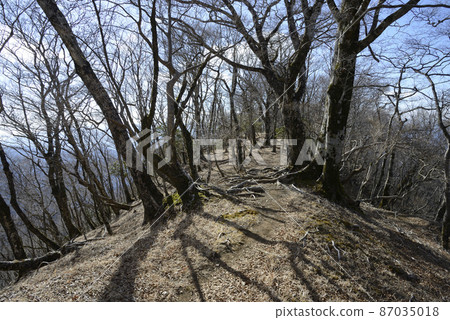 丹澤山脈[神奈川縣]冬季西丹澤石田山脊[Beech Ridge] 87035018