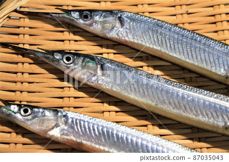 Spring season fish halfbeak 87035043