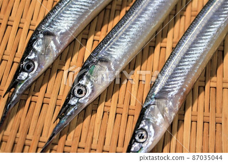 Spring season fish halfbeak 87035044