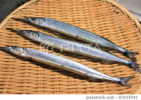 Spring season fish halfbeak 87035045