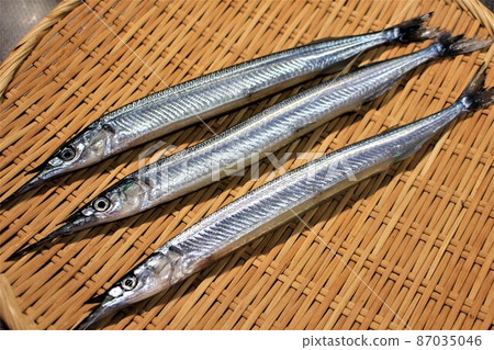 春季魚半喙 87035046