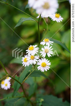 2592 Shiroyomena 87035081