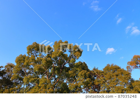 藍天樹 87035248