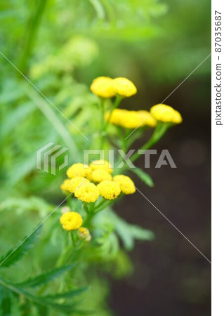 2608 艾菊 2608 艾菊 87035687