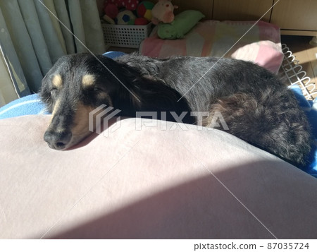 臘腸小睡 1 ~ 長黑奶油 ~ 87035724