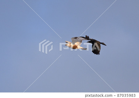 Rough-legged Buzzard ⑩ (Hokkaido) Rough-legged Buzzard ⑩ (Hokkaido) 87035983