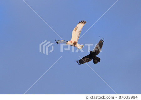 Rough-legged Buzzard ⑪ (Hokkaido) Rough-legged Buzzard ⑪ (Hokkaido) 87035984