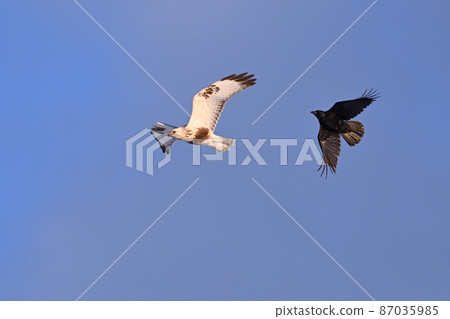 Rough-legged Buzzard ⑫ (Hokkaido) Rough-legged Buzzard ⑫ (Hokkaido) 87035985