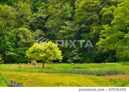 被嫩葉包圍的里山 被嫩葉包圍的里山 87036300