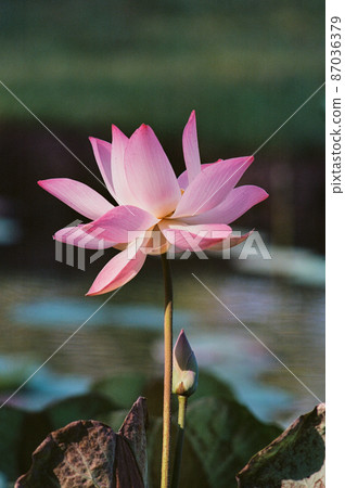 Nature photo film: Lotus flowers. Nature photo film: Lotus flowers. 87036379