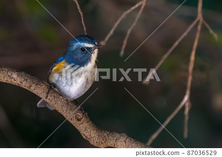 [Wild Bird] Male Red-flanked Bluetail 87036529