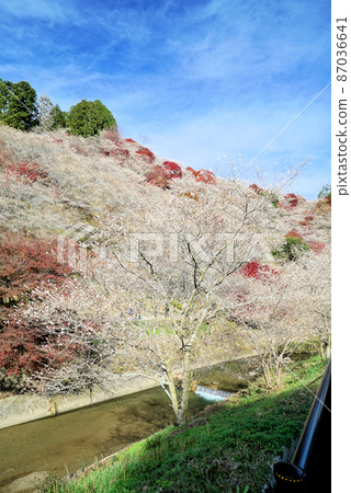 四季櫻花和秋葉 四季櫻花和秋葉 87036641