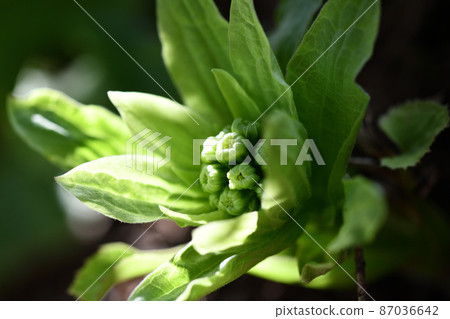 早春的毛豆發芽 87036642